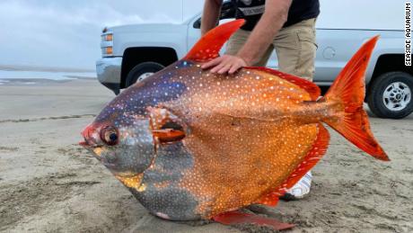 100-在俄勒冈州的海滩上发现一磅热带鱼