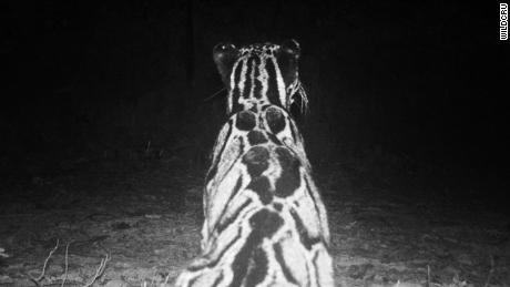 Foto de armadilha fotográfica de um raro leopardo nebuloso.