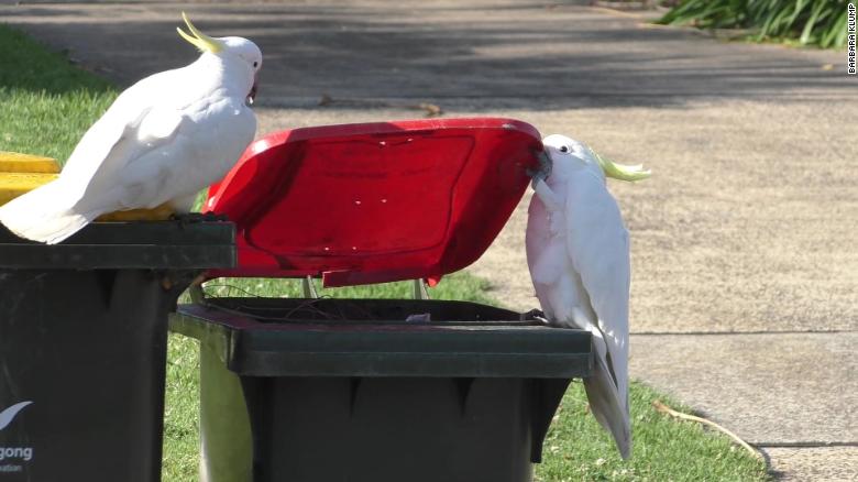 Australia's cockatoos taught each other to open trash cans for food, 研究は見つけます