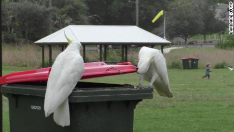 O estudo descobriu que as cacatuas com crista de enxofre de Sydney aprenderam umas com as outras a levantar as tampas das latas de lixo em busca de comida.
