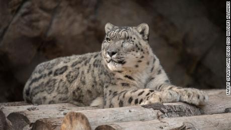 A rare snow leopard at the San Diego Zoo has tested positive for coronavirus