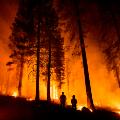 Dixie Wildfire Bosque Nacional Lassen California 0726