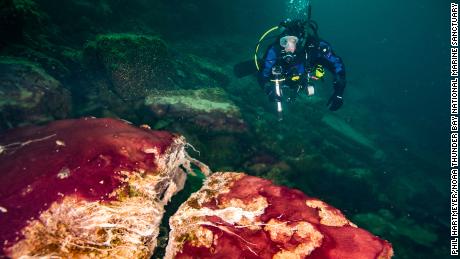 É mostrado um mergulhador observando micróbios roxos, brancos e verdes cobrindo as rochas em um funil cárstico em uma ilha central no Lago Huron.
