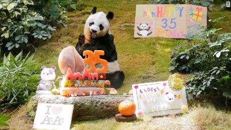 World&#39;s oldest zoo panda turns 35