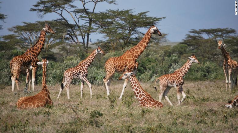 Giraffes have been misunderstood and are just as socially complex as elephants, study says