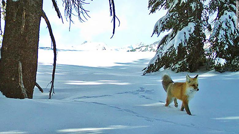 The Sierra Nevada red fox is now protected and listed as an endangered species