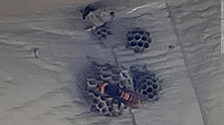 First live 'murder hornet' of 2021 spotted attacking a wasp nest in Washington