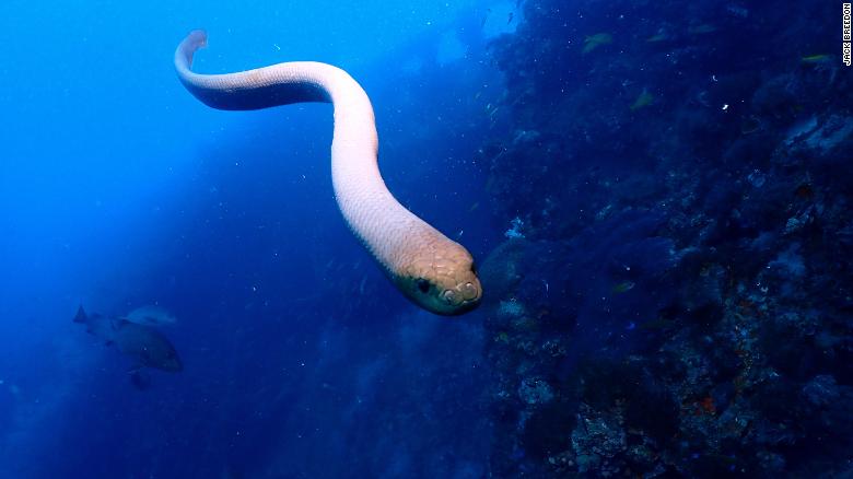 Frisky venomous sea snakes are confusing divers for their mates