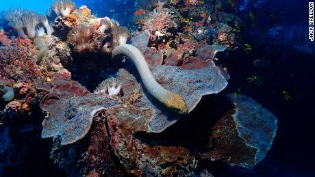 Olive sea snakes are abundant around certain coral reef areas.