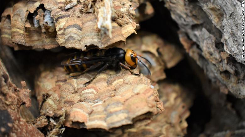 The first 'murder hornet' nest of 2021 has been destroyed in Washington