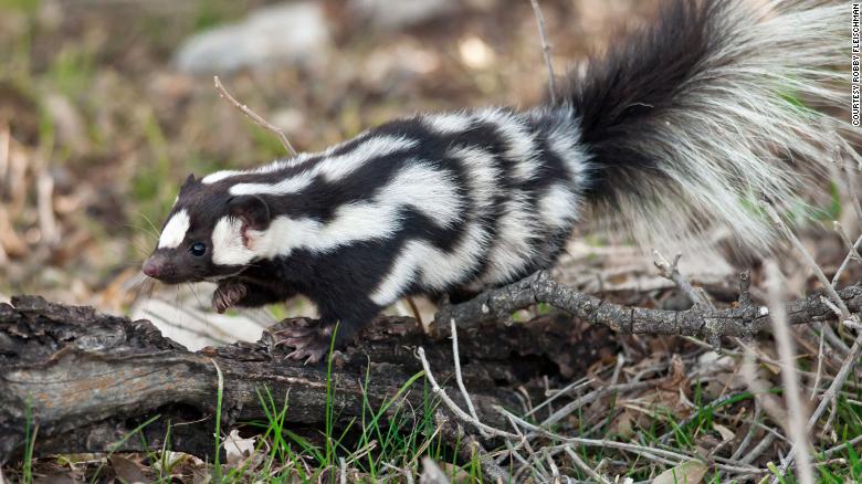 Say hello to handstanding spotted skunks, 'the acrobats of the skunk world'