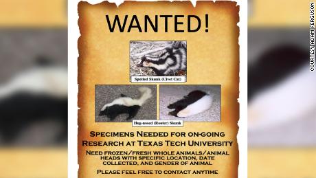 ㅏ &quot;원했다&a인용uot; poster asks for roadkill skunk specimens to be used in research.