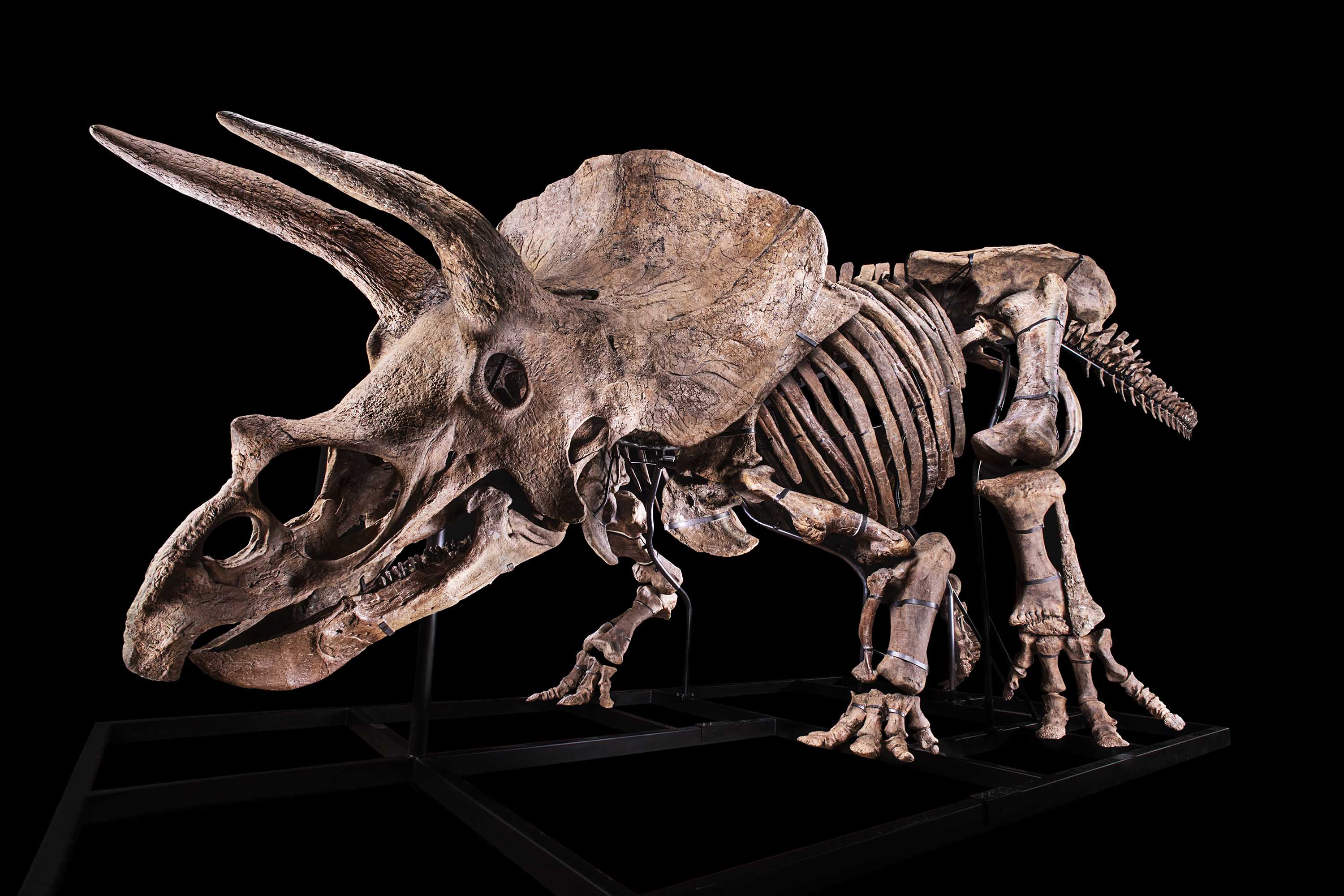 The skeleton of the world's biggest Triceratops goes on sale - CNN Style