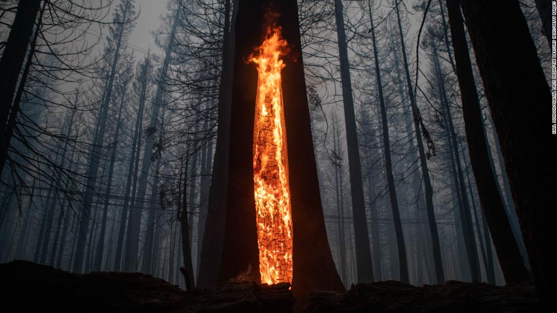Un árbol arde en un bosque ennegrecido al amanecer de agosto 30 después de que el fuego de Caldor atravesara los puentes gemelos, California.