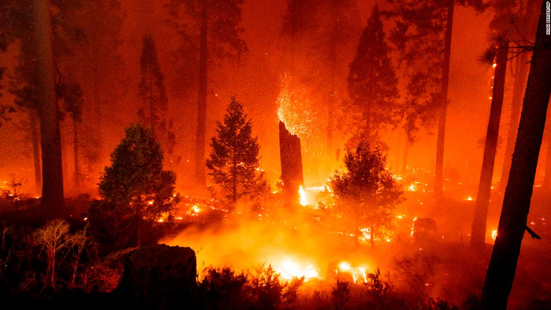Las brasas vuelan de un árbol mientras el fuego de Caldor arde a lo largo de la autopista 50 en California&#39;s Bosque Nacional Eldorado.