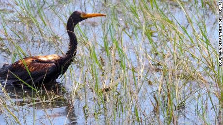 An oiled tricolored heron observed at the Alliance Refinery oil spill.
