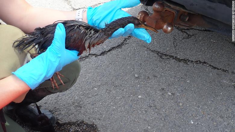위에 100 birds have been found covered in oil as a result of spills caused by Hurricane Ida