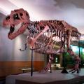 Sue the t rex field museum