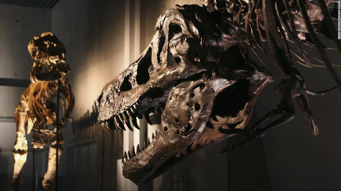 &lt;strong&gt;Dinosaurs were very different than humans? Yes and no.&lt;/forte&gt; Dinosaurs suffered from some of the same diseases that afflict humans and animals today including cancer, gout and infections. T. rex was the ultimate dinosaur predator, but it fell victim to the tiniest of foes: parasites. The lower jaw of SUE the T. rex was pitted with smooth-edged holes --  a result of a parasitic infection called trichomonosis. It can also effect the lower jaw of modern birds like pigeons, doves and chickens.