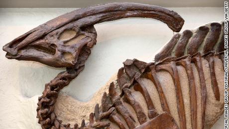 The tubular crest of Parasaurolophus is on display at the Royal Ontario Museum in Toronto. 