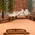 Wildfires General Sherman Tree Sequoia National Park 091721 文件