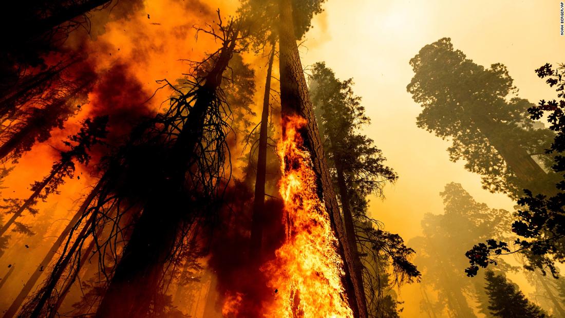 El Windy Fire arde en el rastro de 100 Arboleda de gigantes en el Bosque Nacional Sequoia en septiembre 19.