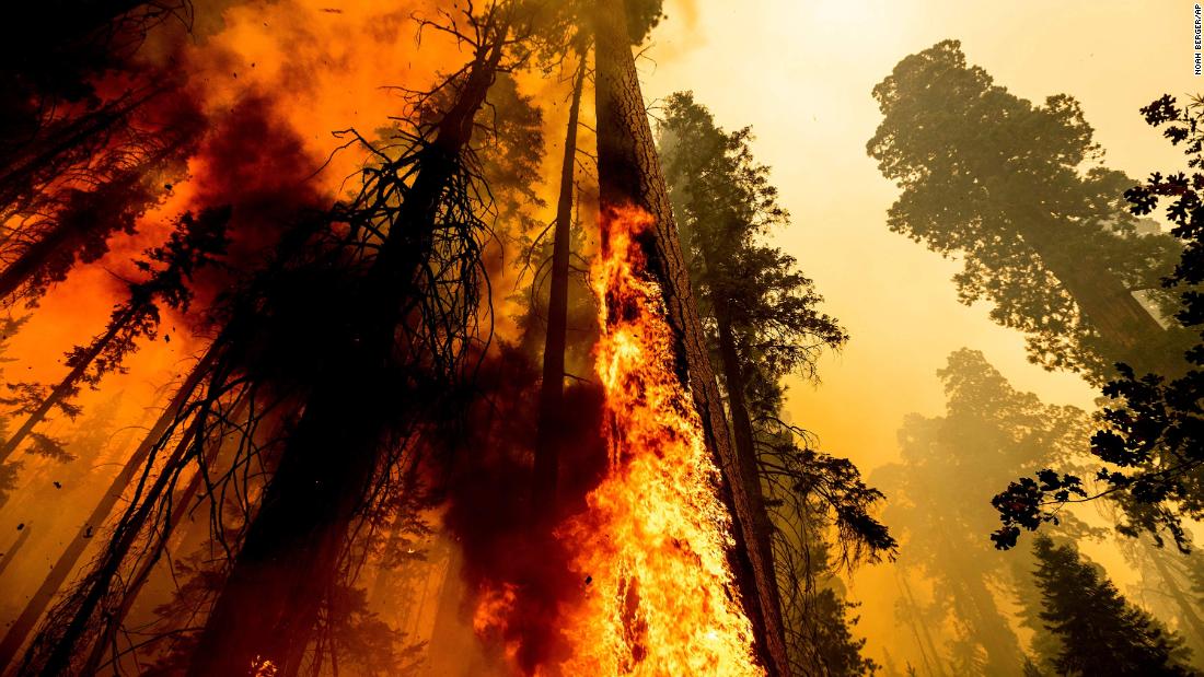 Flames lick up a tree as the Windy Fire burns in the Trail of 100 红杉国家森林中的巨人林, 加利福尼亚州, 在星期天, 九月 19.