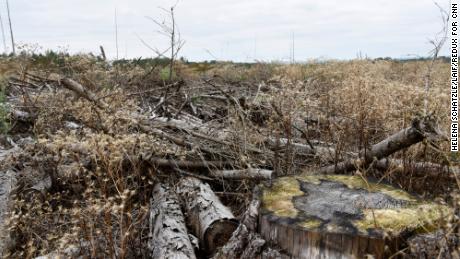El bosque de la Bella Durmiente está muriendo.  No es la única crisis climática que enfrenta el próximo canciller de Alemania