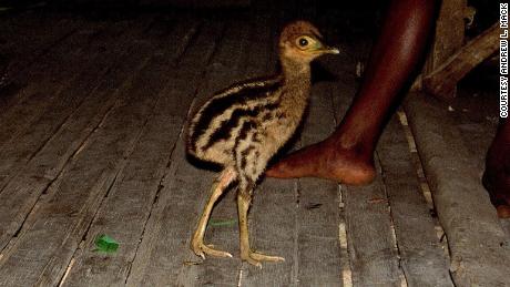 A cassowary chick is shown in a house in New Guinea.