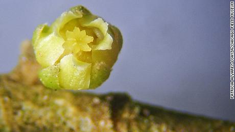 Why it took nearly 50 years for scientists to name this mysterious tropical plant