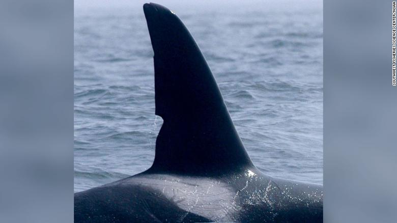 A group of little-known killer whales have been identified as big hunters of the sea