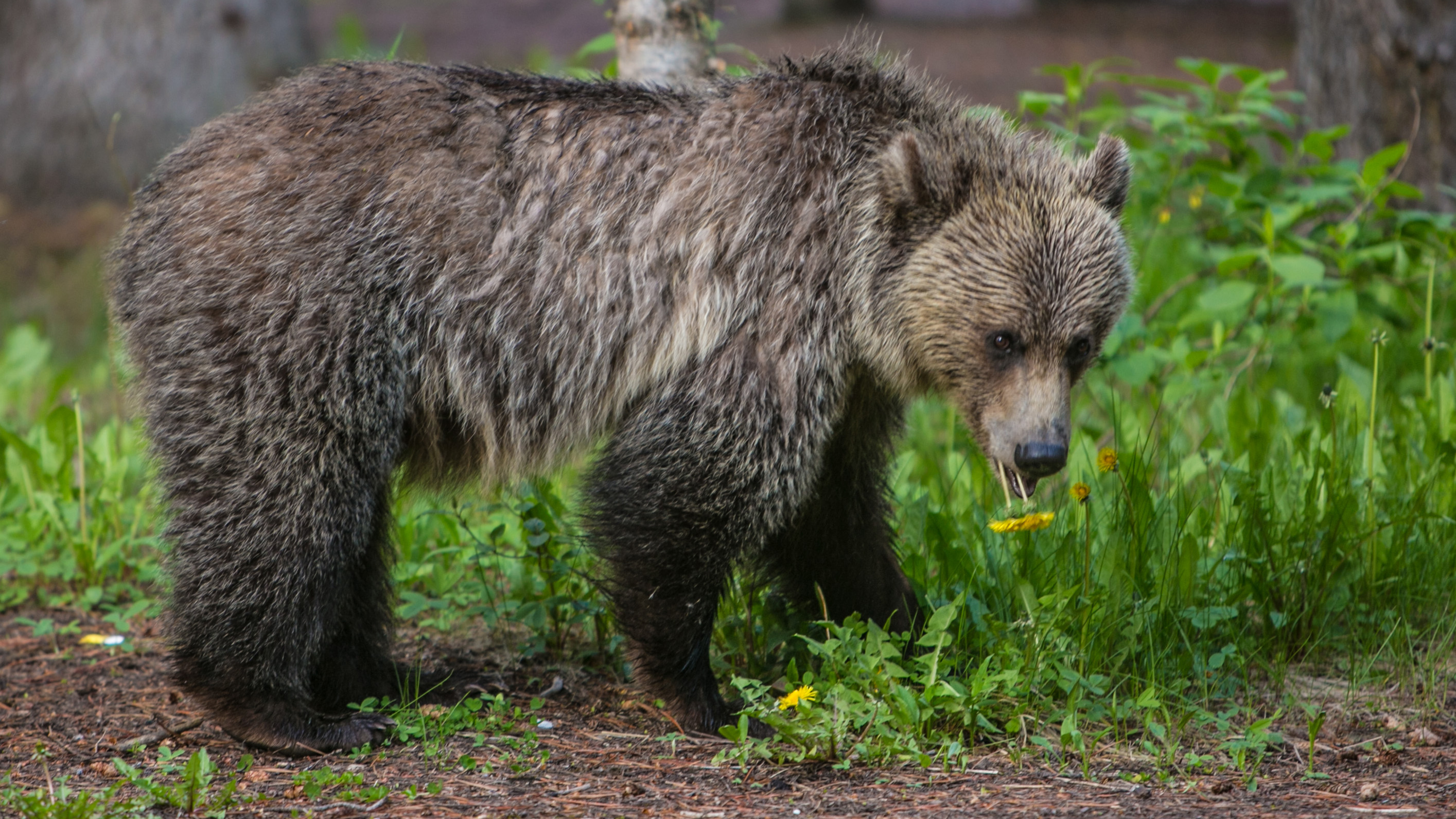 grizzly bear attacks on humans