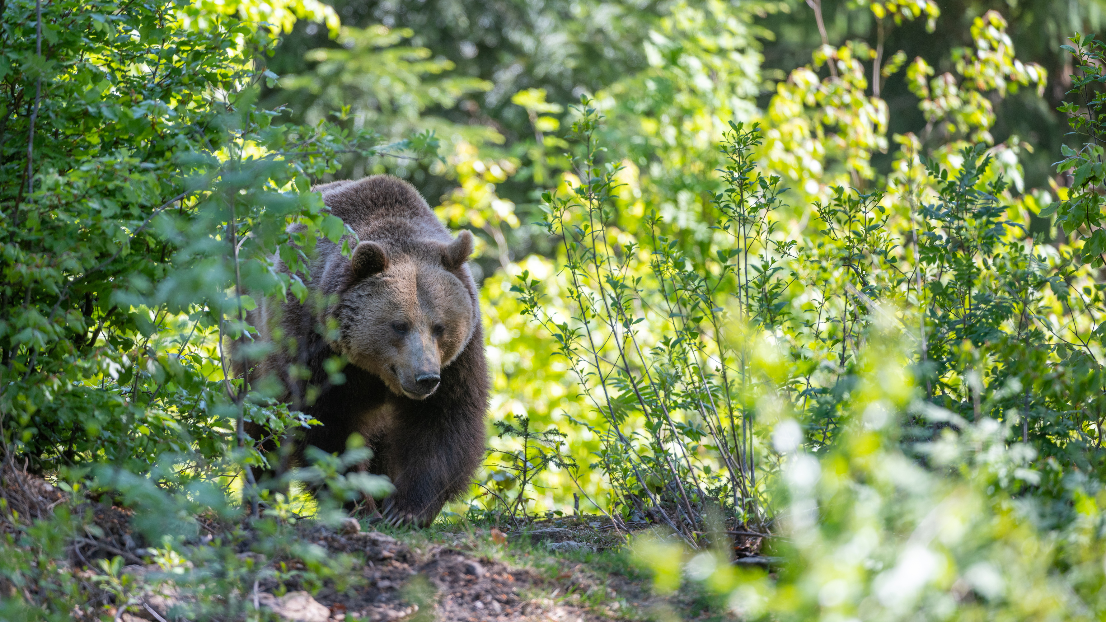 How to survive a bear attack -- or better yet, avoid one altogether | CNN Travel