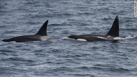 Two male outer coast transient killer whales, OCT030C (Links) and OCT060 (Reg) traveling along the open ocean swells. 