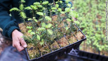 A container of young silver firs at a forest tree nursery in Pockau-Lengefeld, Germany.