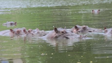 Colombia is putting its &#39;cocaine hippos&#39; on birth control