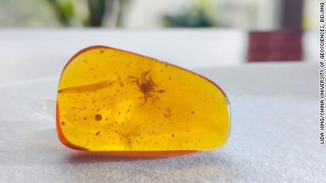 Klein krap bewaar in 100 miljoen jaar oue amber het tussen dinosourusse gewoon