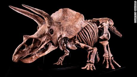 &#39;Big John,&#39; the world&#39;s largest Triceratops ever found, sells for $  7.7 百万