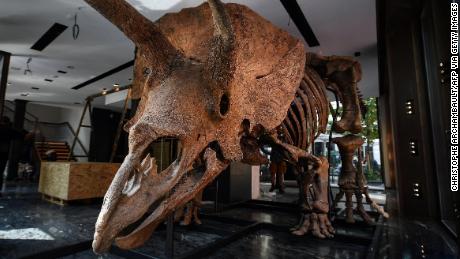 This picture taken in Paris on August 31, 2021 shows a triceratops exposed ahead of its auction sale at Drouot auction house in October. - &quot;Big John&quot;, the largest known triceratops, over 66 million years old and with an 8-metre long skeleton, is on display in Paris until 20 October, before an auction the following day at Hotel Drouot. (Photo by Christophe ARCHAMBAULT / AFP) (Photo by CHRISTOPHE ARCHAMBAULT/AFP via Getty Images)