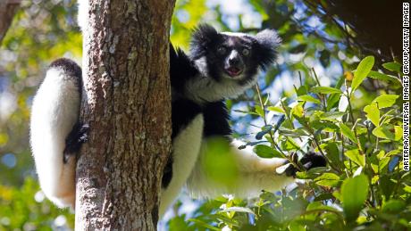 This lemur&#39;s got rhythm. A male indri is shown in Andasibe-Mantadia National Park, Madagascar.