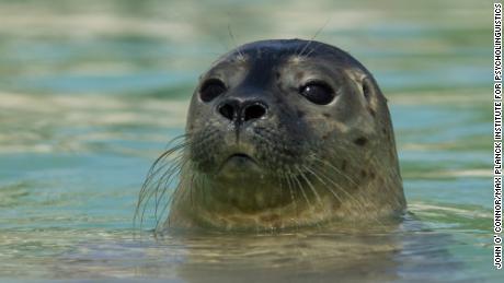 Adult harbor seals can weigh up to 285 libbre (al di sopra di 129 chilogrammi) and grow up to 6 piedi (1.8 metri) lungo. 