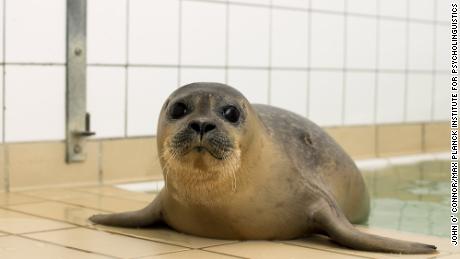 Harbor seals have a lifespan of about 25 ...에 30 연령. 