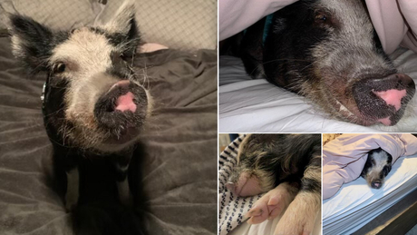 &quot;Hi, I&#39;m Norbert. I&#39;m almost 2 years old. I&#39;m a pot-bellied pig, but I think I&#39;m a person, so I sleep on the bed with the other humans. I have my own Instagram, too!&quot;
