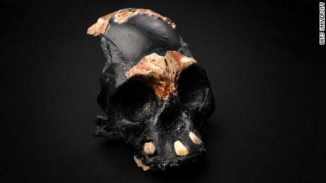 First ancient fossil of Homo naledi child found in the Cradle of Humankind