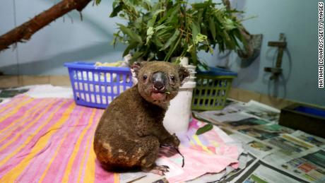 A koala named Paul from Lake Innes Nature Reserve recovers from his burns in the ICU at The Port Macquarie Koala Hospital on November 29, 2019, in Port Macquarie, Australia.