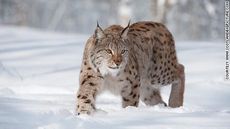 Some conservationists have called for the wild lynx (pictured here in Norway) to be released back into the Scottish Highlands, where it once roamed free.