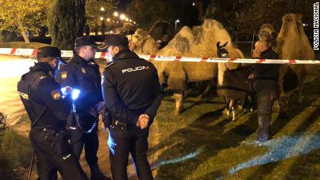 Camels escape from circus and venture out to explore Madrid