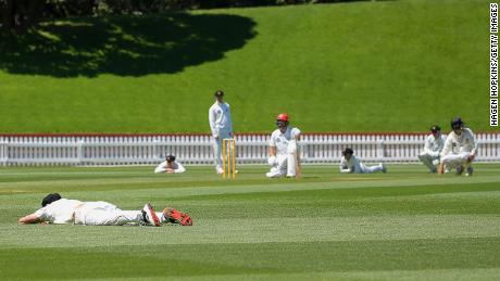 New Zealand cricket match suspended as pitch invaded by bees