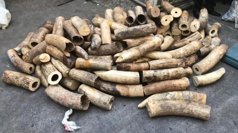 Elephant DNA helps authorities make $  3.5 million international ivory trafficking bust