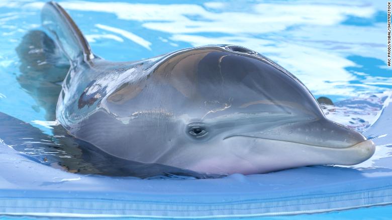 Winter the dolphin, who inspired 'Dolphin Tale,' has died